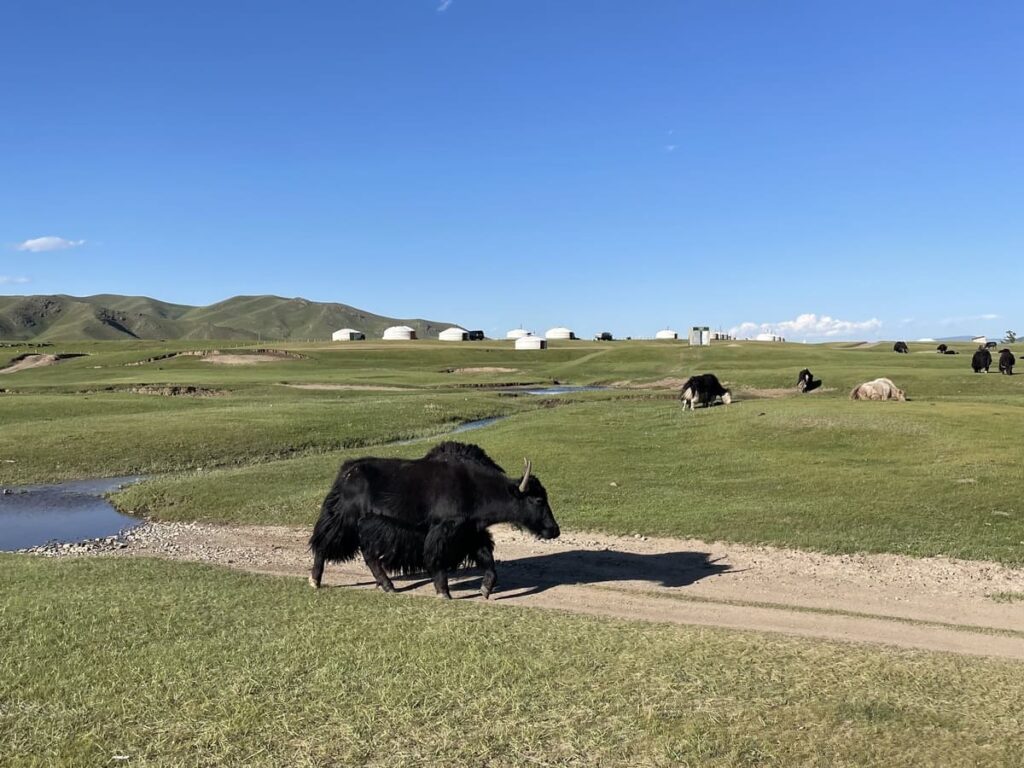 A grazing yak in the gateway village of Orkhon valley